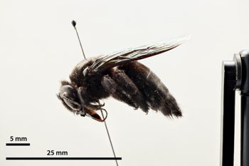 Media type: image;   Entomology 810609 Aspect: habitus lateral view